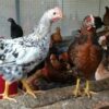 Daulat Organic Country (Chicken Birds) [Male] [Certified Organic]