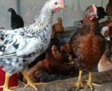 Daulat Organic Country (Chicken Birds) [Male] [Certified Organic]