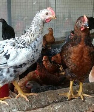 Daulat Organic Country (Chicken Birds) [Male] [Certified Organic]