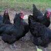 Black Australorp Chicks (Male & Female)