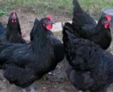 Black Australorp Chicks (Male & Female)