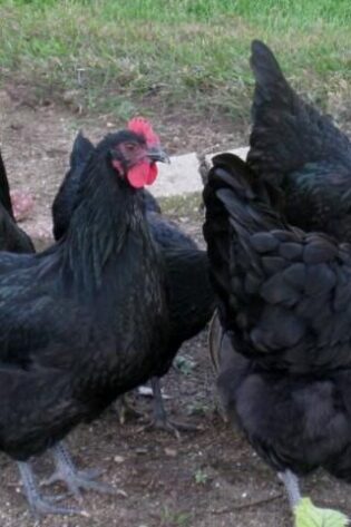 Black Australorp Chicks (Male & Female)