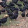 Daulat Organic Black Chicks (Organic Kadaknath) [Male]