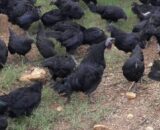 Daulat Organic Black Chicks (Organic Kadaknath) [Male]