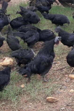 DAULAT ORGANIC BLACK (Organic Kadaknath) (Chicken Birds) [Male] (Certified Organic)