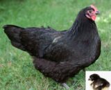 Black Australorp Chicks (Female)