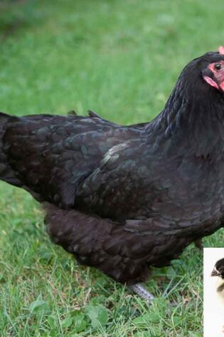 Black Australorp Chicks (Female)