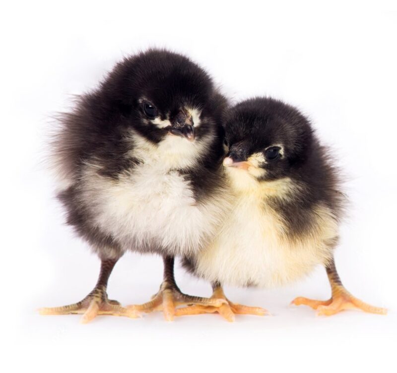 Black Australorp Chicks (Male & Female) - Image 2
