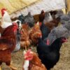 COUNTRYBRO Chicks (Male)