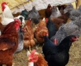 COUNTRYBRO Chicks (Male)