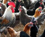 Sonali Chicks [Female]