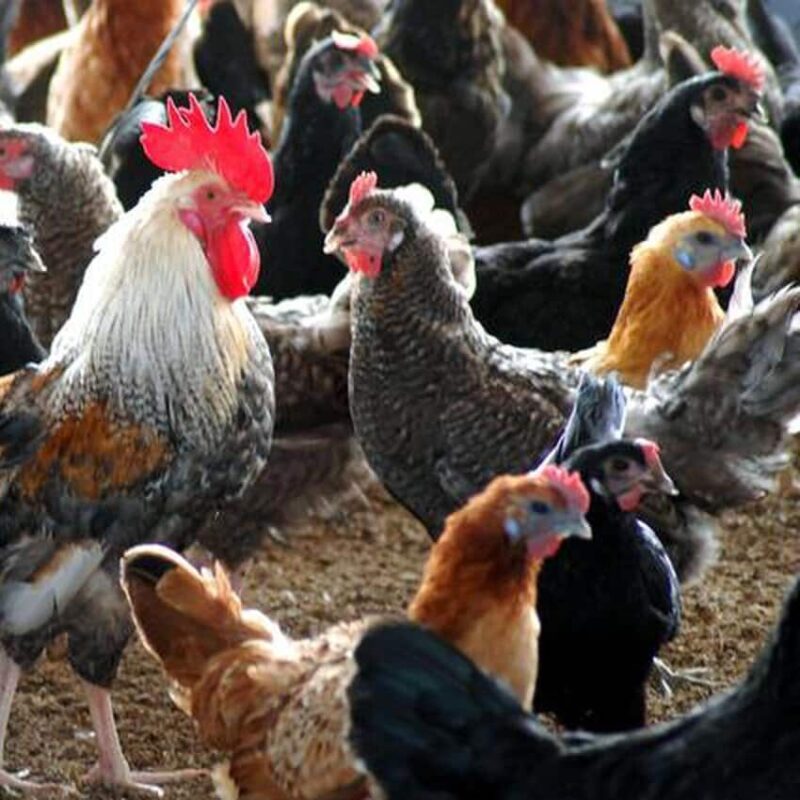 Sonali (Chicks) [Female Only]