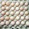 Desi Egg (Country Chicken Egg)