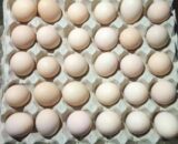 Desi Egg (Country Chicken Egg)