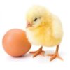 DFBRO 308 Broiler Chicks
