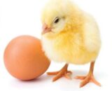 DFBRO 308 Broiler Chicks