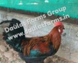 Daulat Country (Chicks) [Male Only]