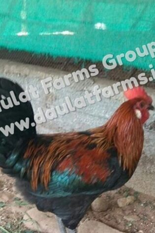 Daulat Country (Chicks) [Male & Female]