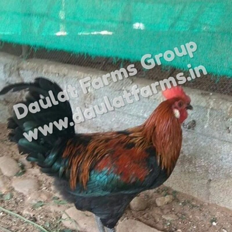 Daulat Country (Chicks) [Male Only]