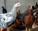 Daulat Organic Country (Chicks) [Male]