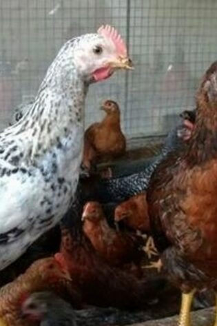 Daulat Organic Country (Chicks) [Male]