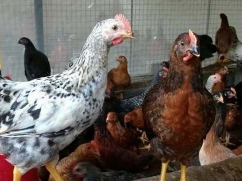 Daulat Organic Country (Chicks) [Male]