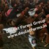Daulat44 (Chicks) [Male & Female]