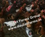 Daulat44 (Chicks) [Male & Female]