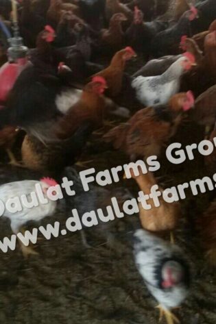Daulat44 (Chicks) [Male & Female]