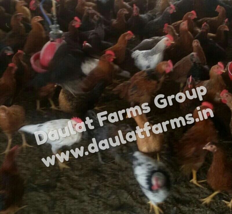Daulat44 (Chicks) [Male & Female]