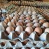Desi Eggs