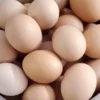 Brown Eggs (Free Range Eggs)