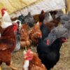 COUNTRYBRO Chicks (Male)