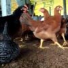 Vanraja (Chicks) [Male & Female]