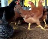Vanraja (Chicken Birds) [Male]