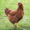 Rhode Island Red (RIR) Chicks (Female)