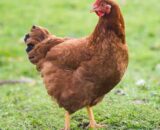 Rhode Island Red (RIR) Chicks (Female)