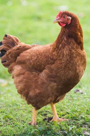 Rhode Island Red (RIR) Chicks (Female)