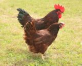 Rhode Island Red (RIR) Chicks (Male & Female)