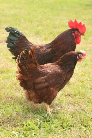 Rhode Island Red (RIR) Chicks (Male & Female)