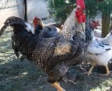 Sonali Chicks (Male)