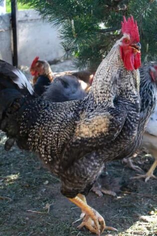 Sonali Chicks (Male)