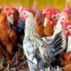 Sonali (Chicken Birds) [Male]