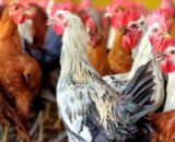 Sonali Ready Birds (Male & Female)