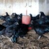 Kadaknath Pureline (Original Breed) [Male & Female]