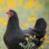 Black Australorp Chicks (Female Only)