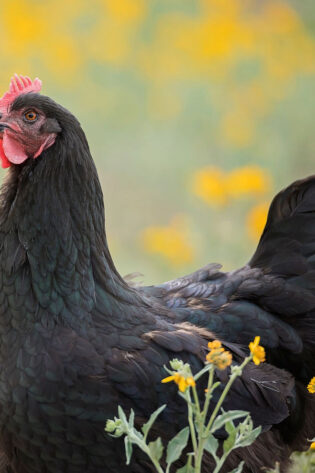 Black Australorp Chicks (Female Only)