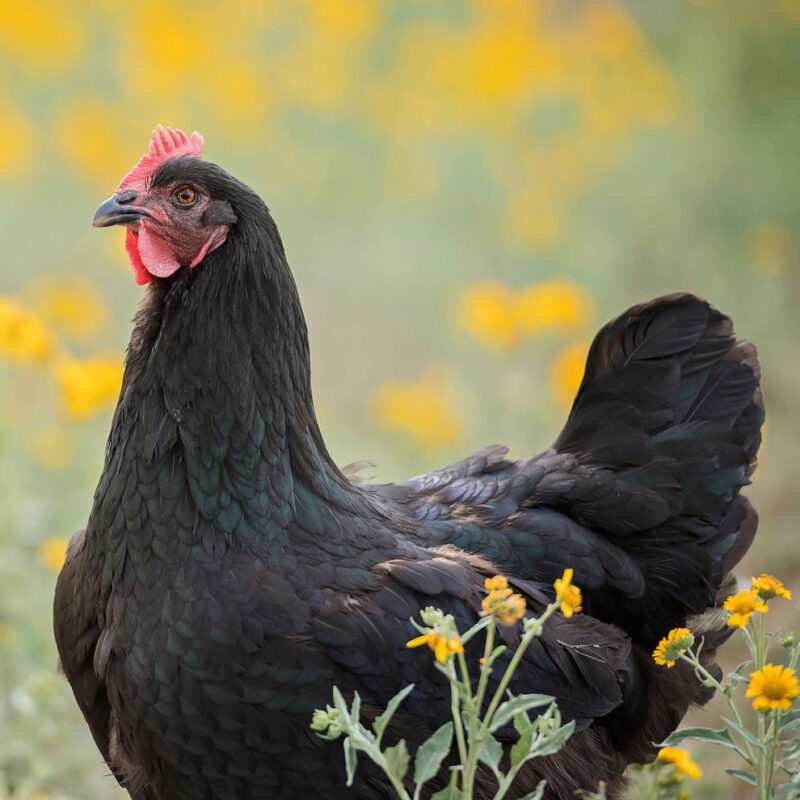 Black Australorp Chicks (Female Only)