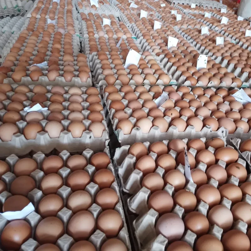 Brown Eggs