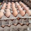 Brown Eggs